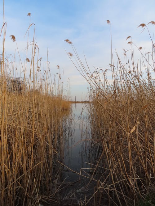 Dry Grass Growing in Marsh in Nature