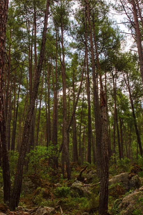 Free Serene view of a dense forest with tall pine trees and lush greenery, perfect for nature lovers. Stock Photo