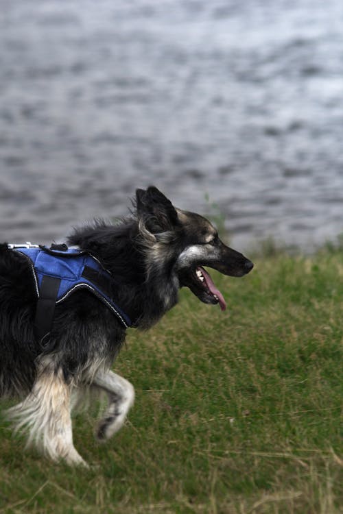 Gratis Foto stok gratis anjing gembala shilo, berkembang biak, berlari Foto Stok