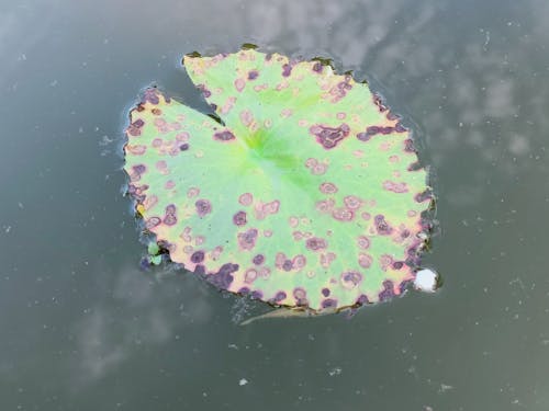 Free Rusty leaf Stock Photo