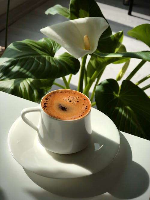 Fotobanka s bezplatnými fotkami na tému arum lily, hrnček, káva