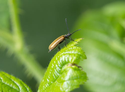 Close Up Shot of a Beetle