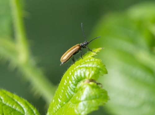 Free Detailed close-up of a beetle perched on a green leaf in a natural setting. Stock Photo