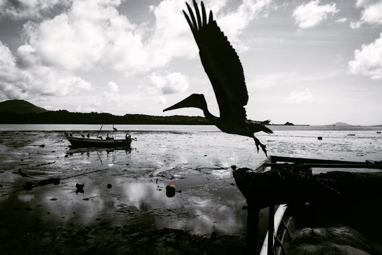 Bird Flying Over The Shore