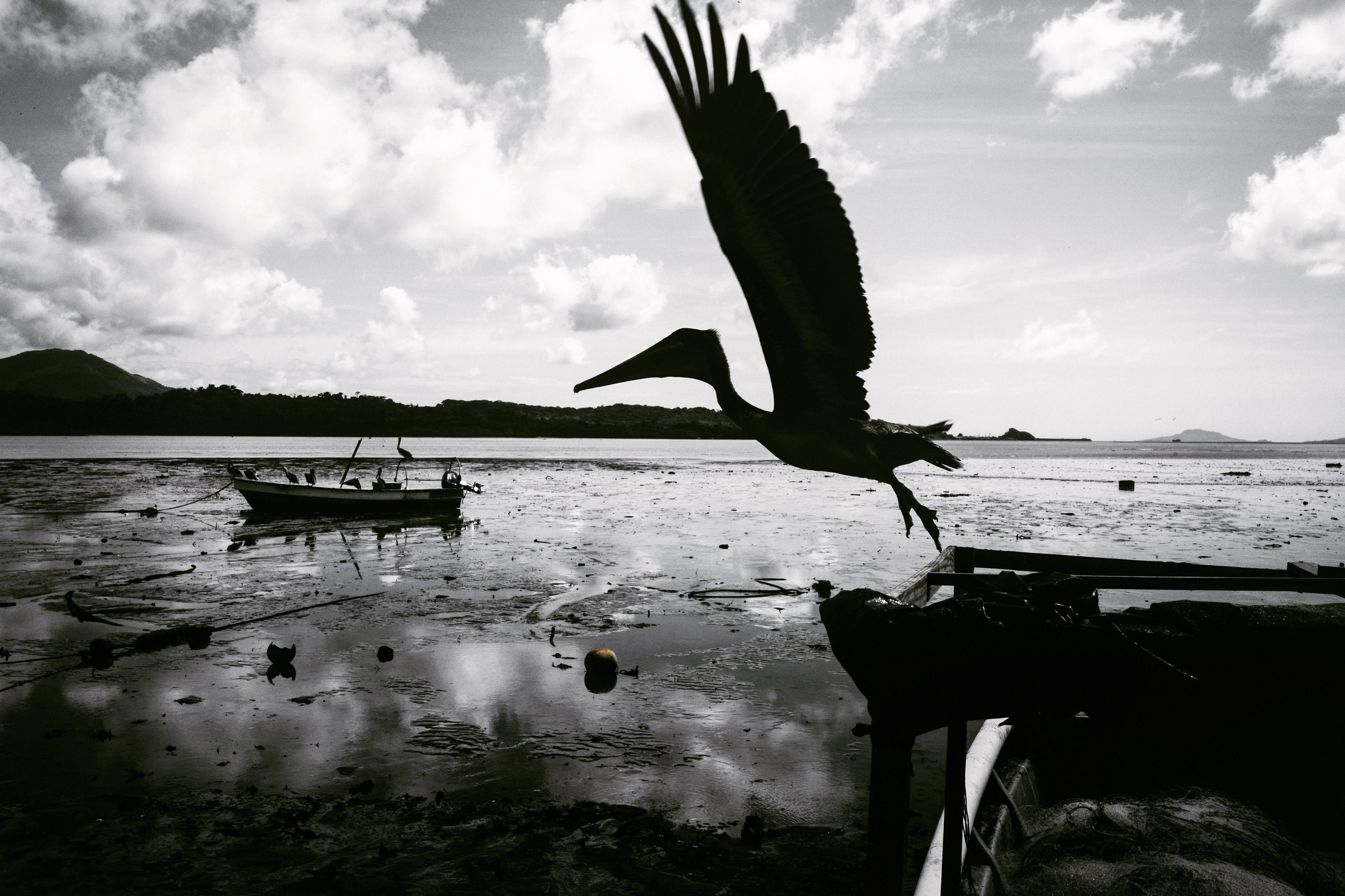Pelican Flying over Ocean · Free Stock Photo