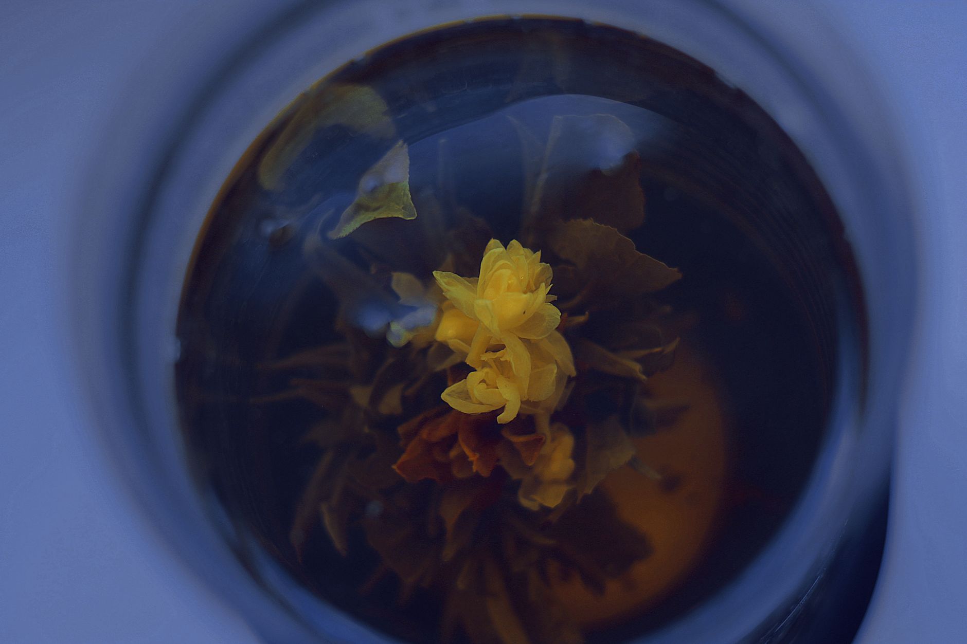Close-up of a delicate yellow flower submerged in water, creating a dreamy effect.