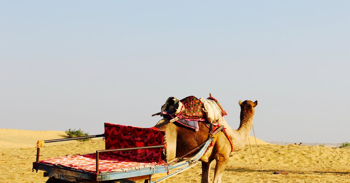 Free stock photo of camel, desert, horizon