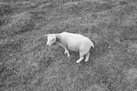 Grayscale Photo of Short Coated Dog on Grass Field