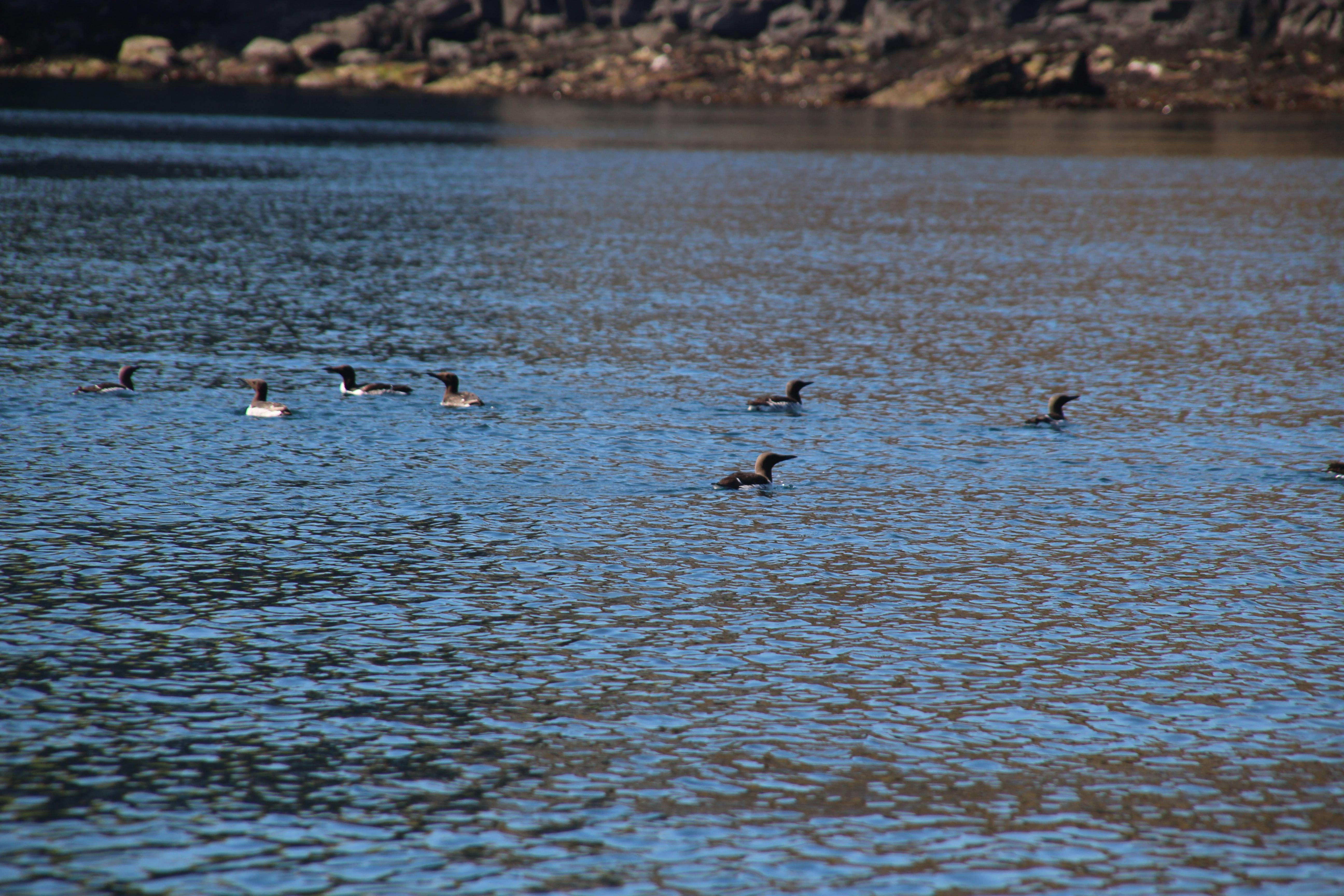 Free stock photo of birds, calm water, land