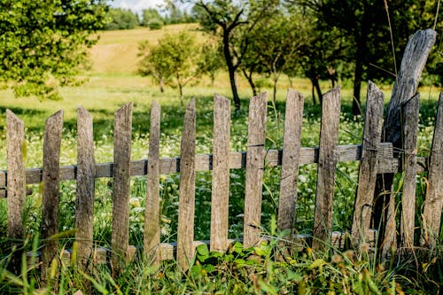 Безкоштовне стокове фото на тему «дерева, паркан, сільська місцевість»