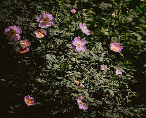 Blooming California Wild Roses with Green Leaves