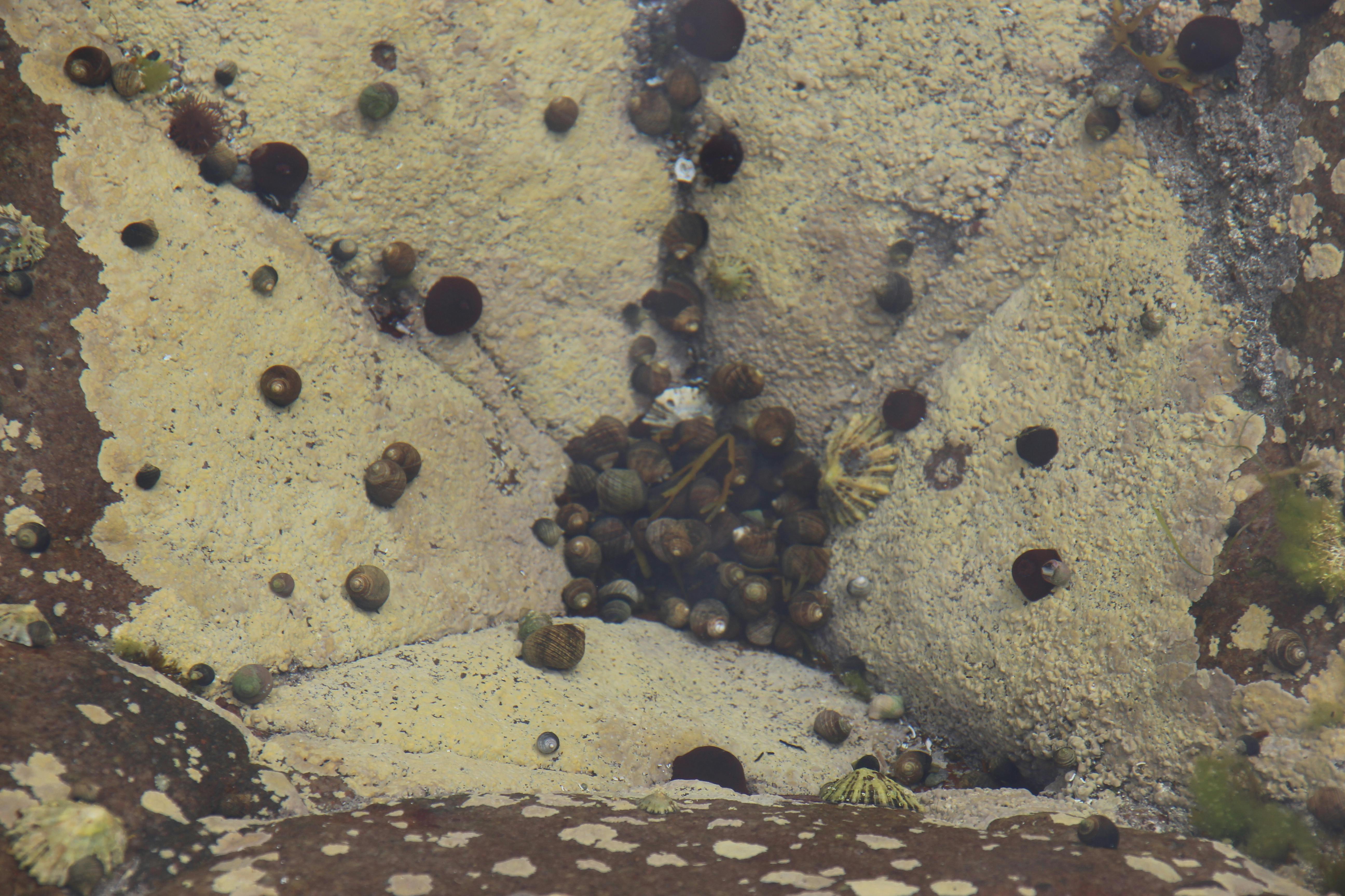 Free stock photo of animals, rock pool, sea snails