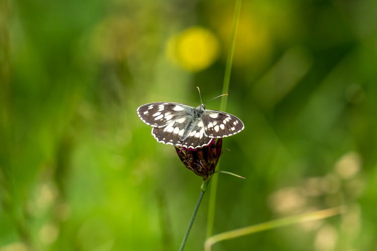 Marbled White Butterfly On A Flower