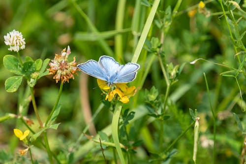 나비, 날개, 식물의 무료 스톡 사진