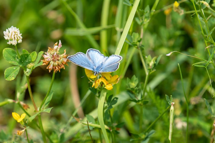 A Common Blue Butterfly