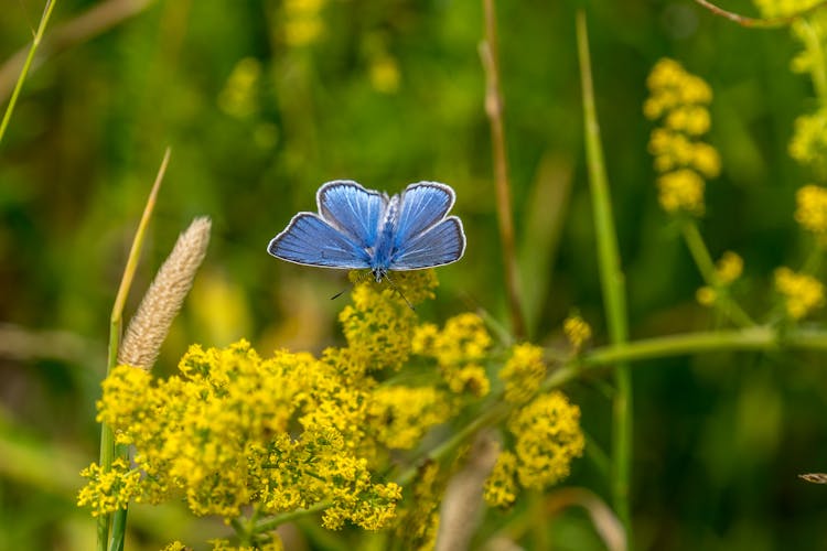 A Common Blue Butterfly