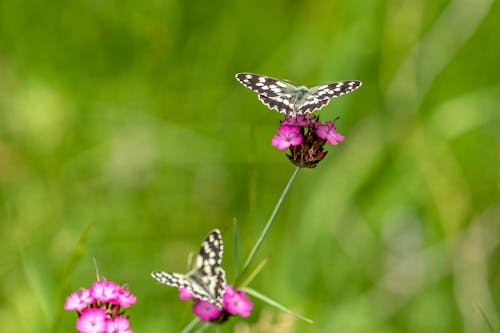 Butterflies on Clusterhead Pink Flowers