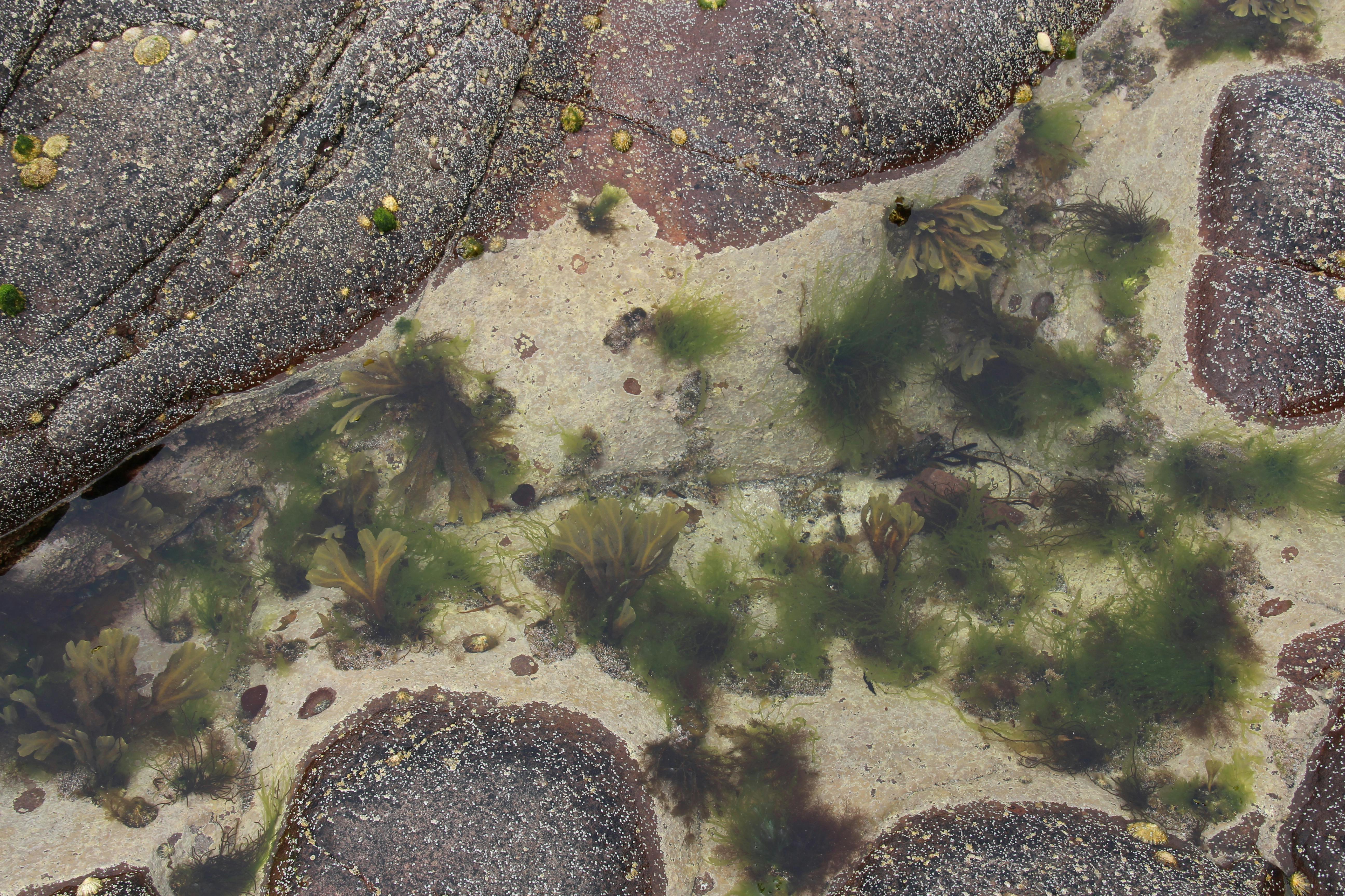 Free stock photo of green, rock pool, water