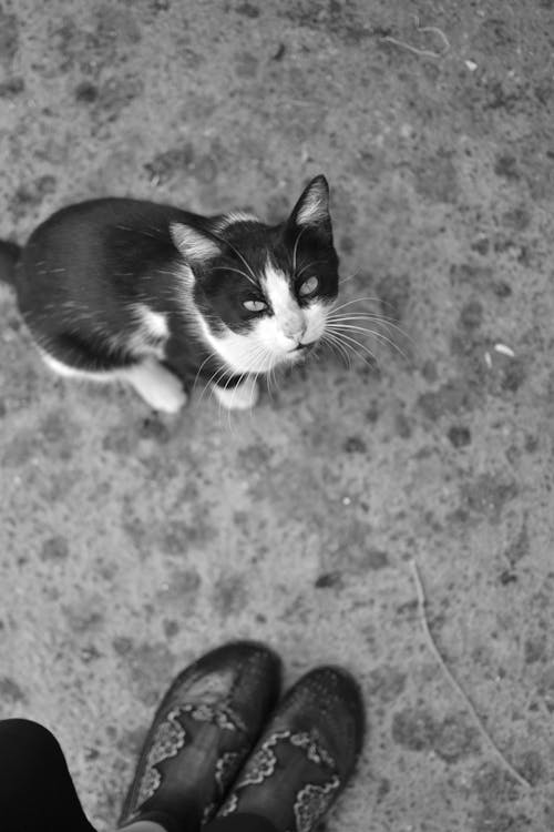 A Grayscale of a Cat on a Concrete Pavement