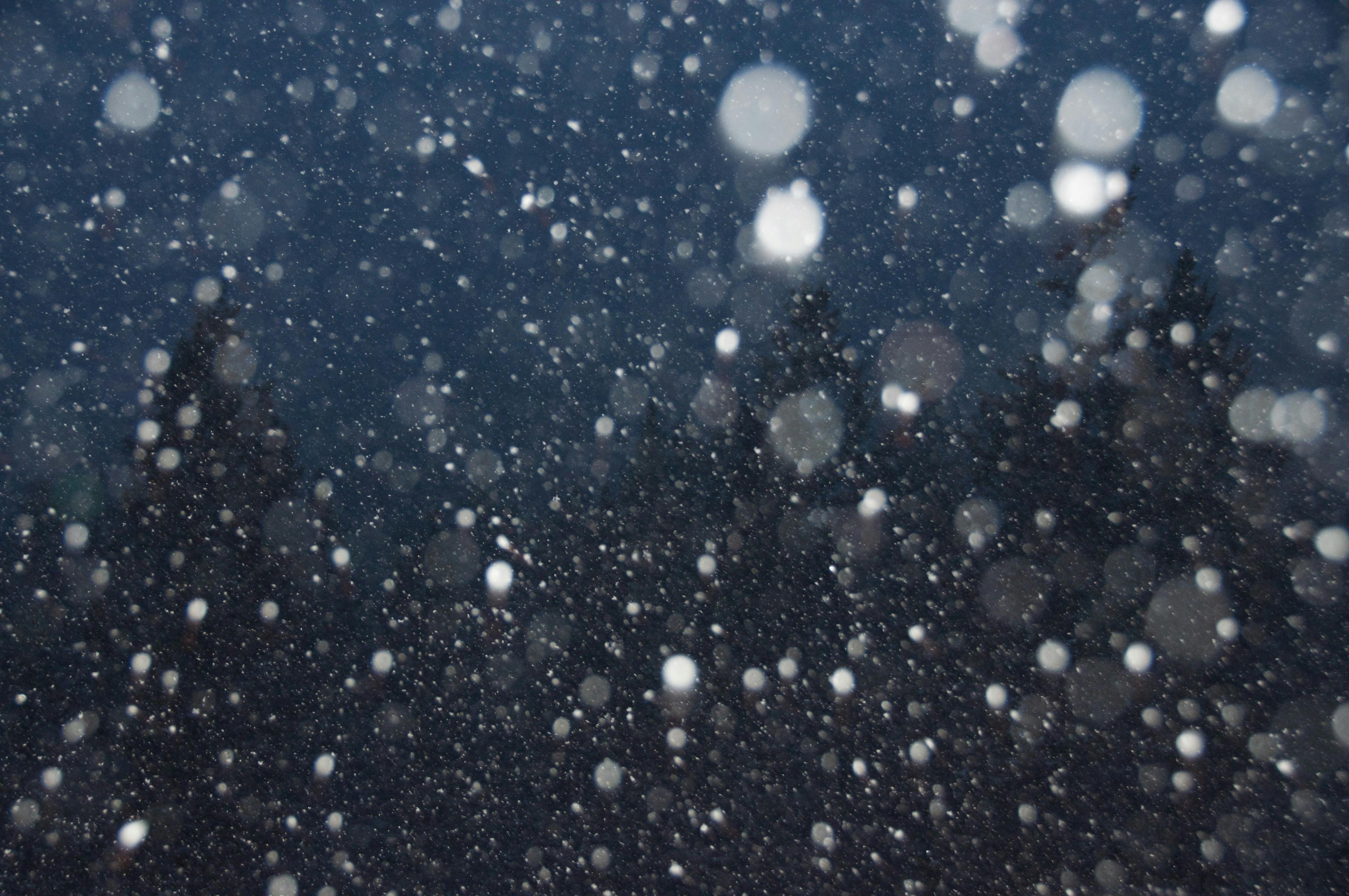 夜 松の木 雪の無料の写真素材