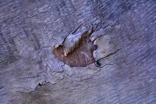 Close-up Photo of a Tree Bark 