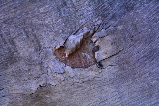 Detailed close-up photo showcasing natural tree bark texture and wood grain.