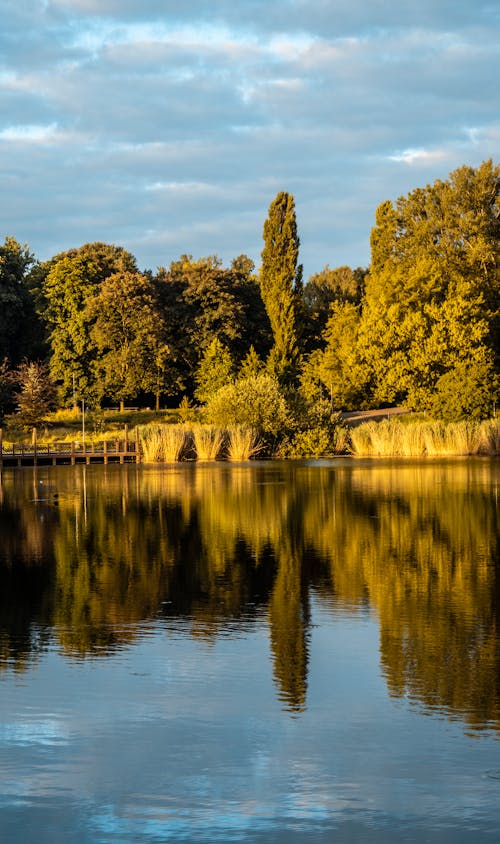 Trees Beside the Body of Water