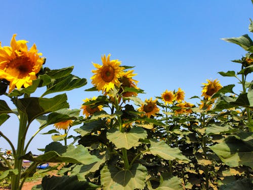 向日葵田, 夏天, 天性 的 免費圖庫相片