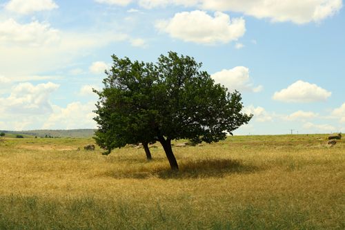 Free A solitary tree in a vast wheat field under a bright blue sky with fluffy clouds. Stock Photo
