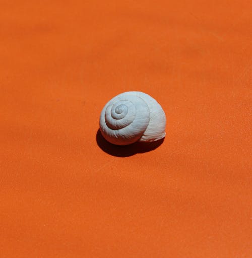 A Seashell on the Orange Background