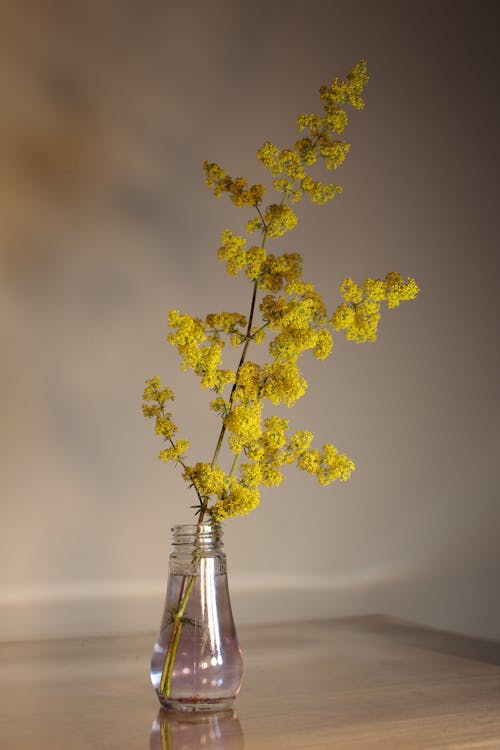 Photos gratuites de fleurs jaunes, tir vertical, vase en verre