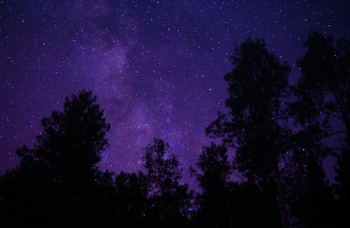 Foto profissional grátis de árvores, céu, estrelas
