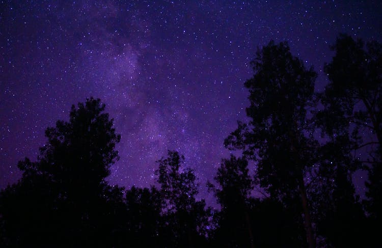 Trees Under Starry Night Sky
