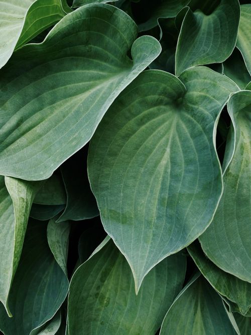 Free Close-up of vibrant green hosta leaves capturing natural beauty and texture. Stock Photo