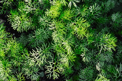 Free Chamomile Top View Stock Photo