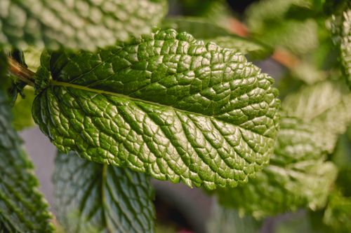 Free Spearmint Side View Leaf Stock Photo