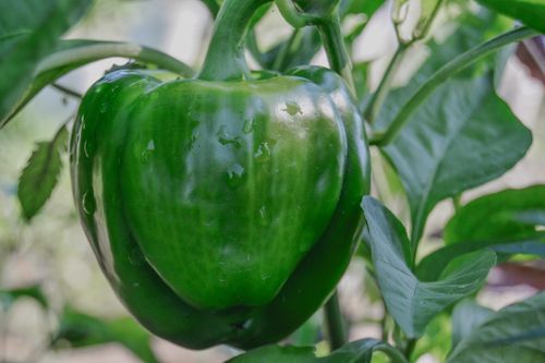 Free Green Pepper Stock Photo