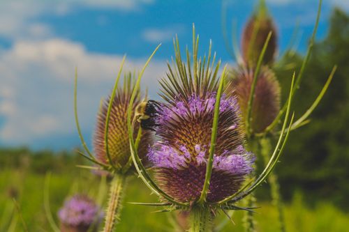 Free Bee on Thistle Stock Photo