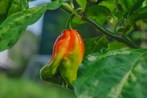 Free Hot Pepper Stock Photo