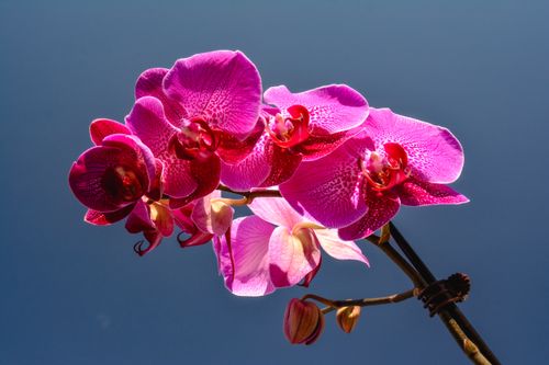 Free Orchid in the Sun Stock Photo
