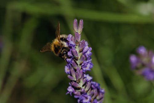 A Close-Up Shot of a Bee on a Lavender Plant