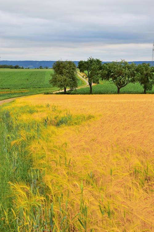 Foto profissional grátis de área, árvores, campina