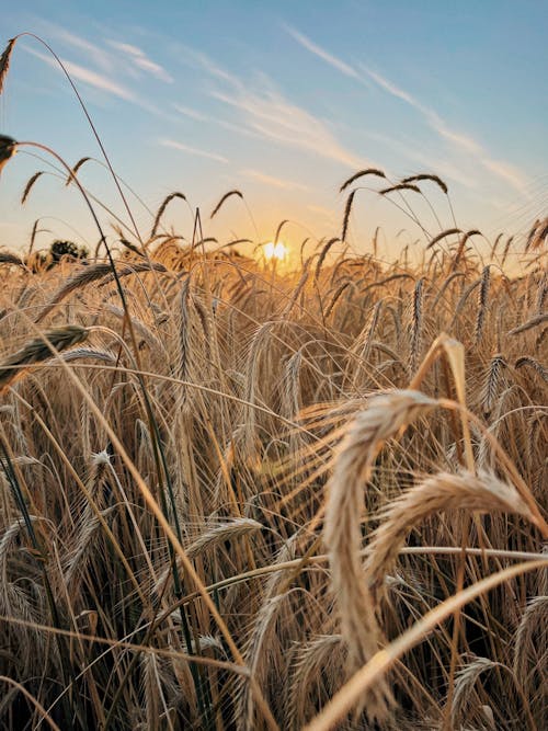 Δωρεάν στοκ φωτογραφιών με γεωργία, γκρο πλαν, δύση του ηλίου Φωτογραφία από στοκ φωτογραφιών