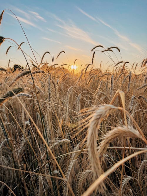 Brown Wheat Field Under Blue Sky