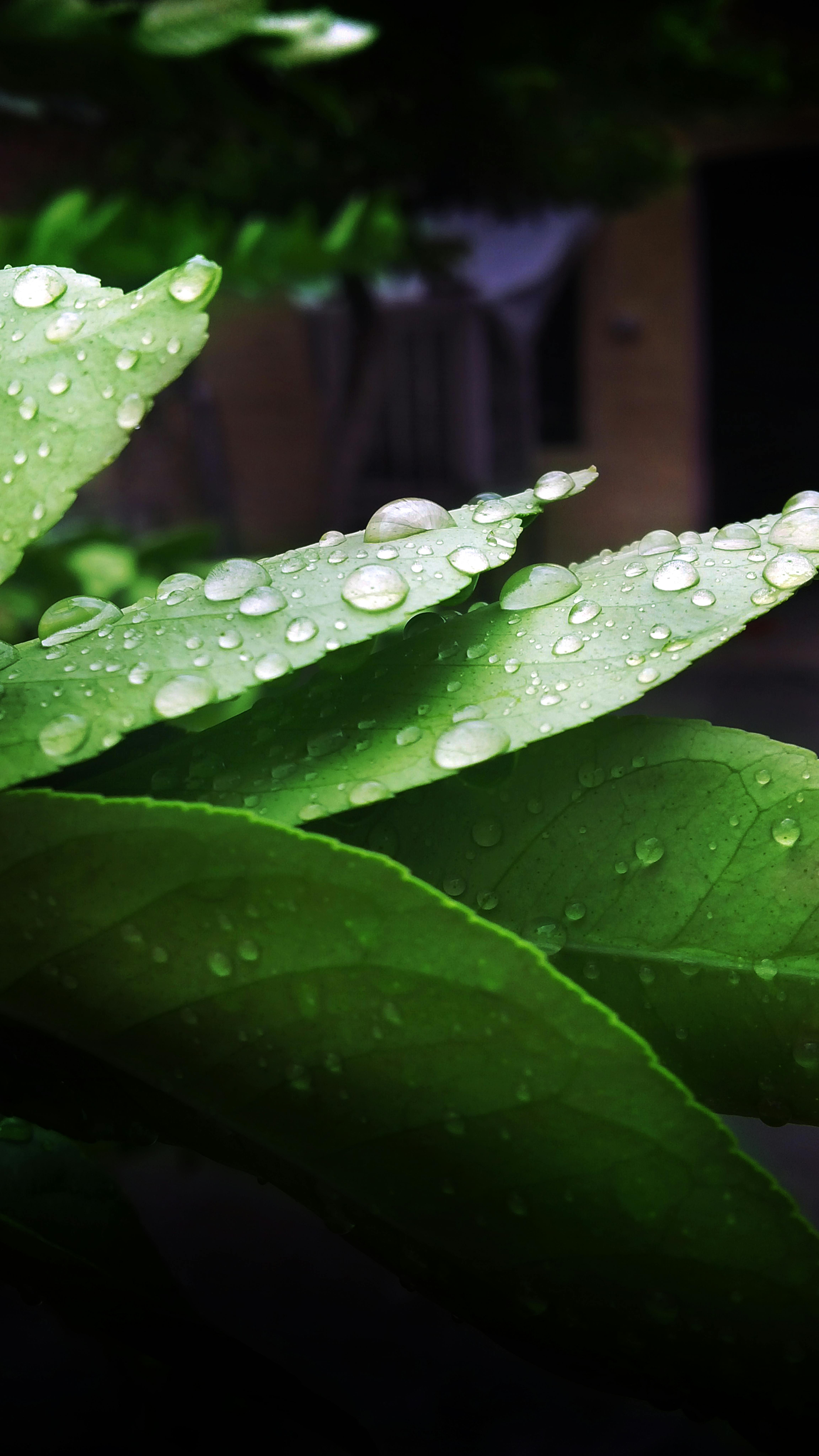 有关叶子上的水 柠檬植物叶 水滴的免费素材图片