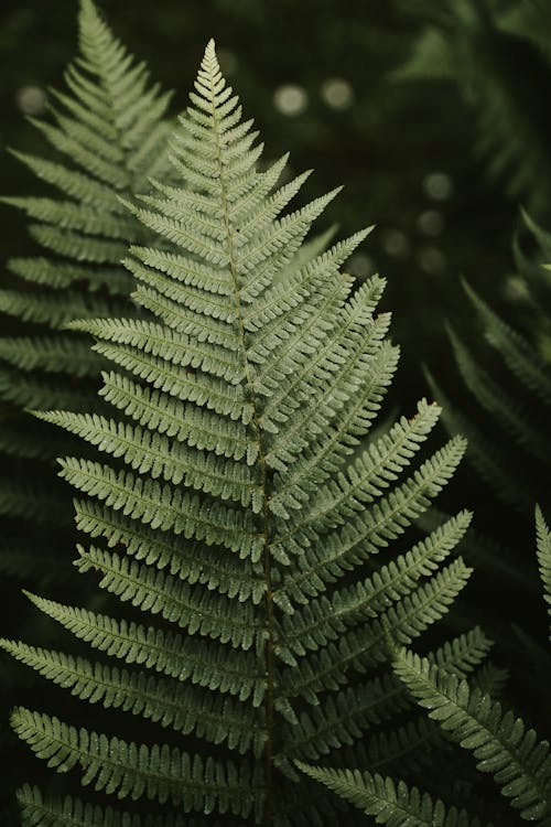 Close-Up Shot of Green Fern Plant