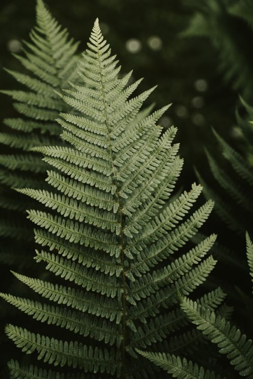 Free Detailed shot of a lush green fern leaf, capturing intricate patterns in natural light. Stock Photo