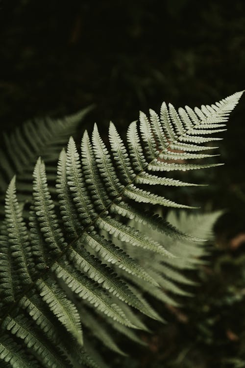 Green Fern Plant in Close Up Photography