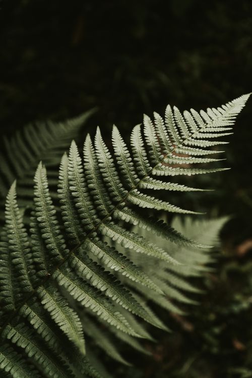 Free Detailed close-up of a vibrant green fern frond with natural lighting, showcasing intricate leaf patterns. Stock Photo