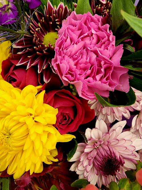 A Close-Up Shot of Colorful Flowers